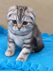 Шотландский котенок, скоттиш фолд, питомник