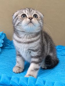 Шотландский котенок, скоттиш фолд, питомник