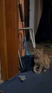 Рыжик ищет дом