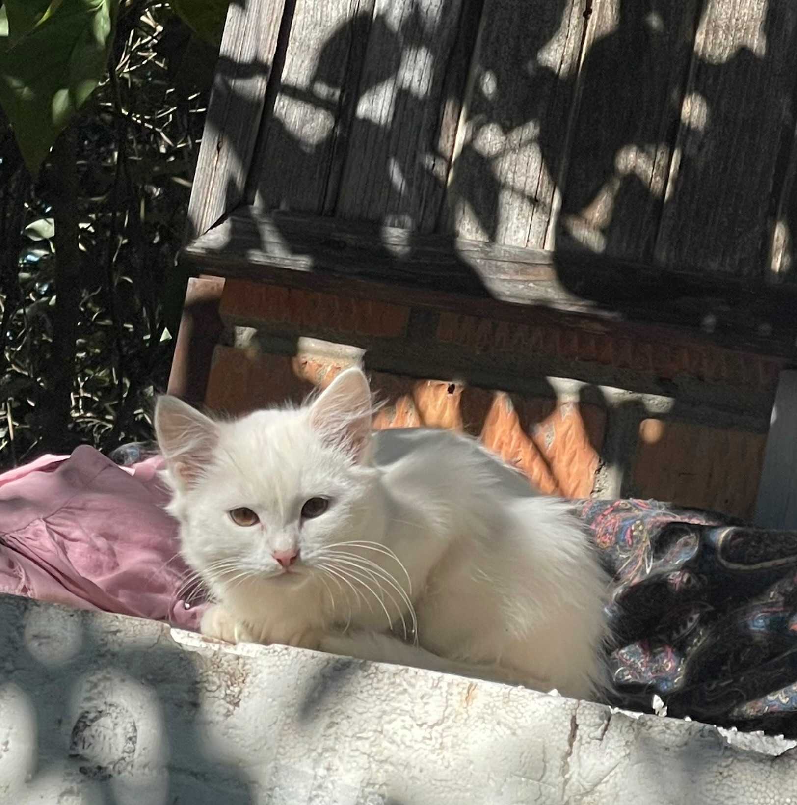 Віддам у добрі руки 4 чарівних кошенят ❤️ Вінницька область, Стрижавка