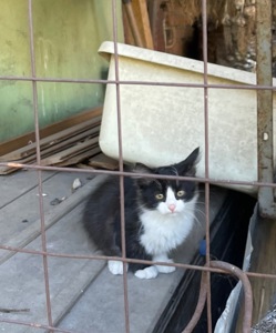 Віддам у добрі руки 4 чарівних кошенят ❤️ Вінницька область, Стрижавка