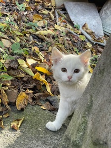 Віддам у добрі руки 4 чарівних кошенят ❤️ Вінницька область, Стрижавка