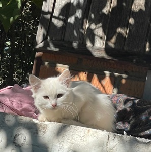 Віддам у добрі руки 4 чарівних кошенят ❤️ Вінницька область, Стрижавка