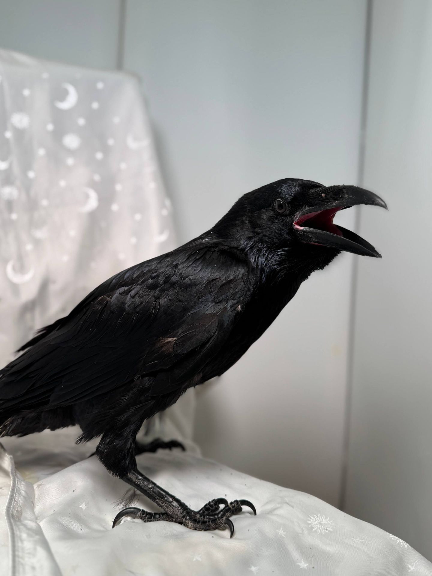 Говоярщий ворон крук, декоративний ворон, крук з доставкою, розмовляючий птах