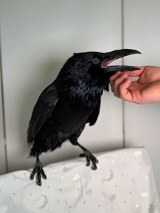 Говоярщий ворон крук, декоративний ворон, крук з доставкою, розмовляючий птах