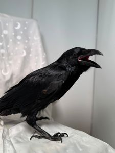 Говоярщий ворон крук, декоративний ворон, крук з доставкою, розмовляючий птах