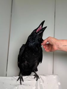 Говоярщий ворон крук, декоративний ворон, крук з доставкою, розмовляючий птах