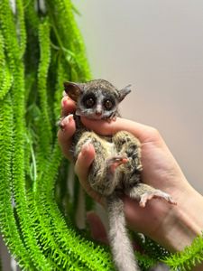 Ручний малюк галаго, бушбебі, домашній примат, маленький галаго, маленька мавпа, маленький лемур