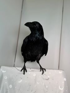 Говоярщий ворон крук, декоративний ворон, крук з доставкою, розмовляючий птах