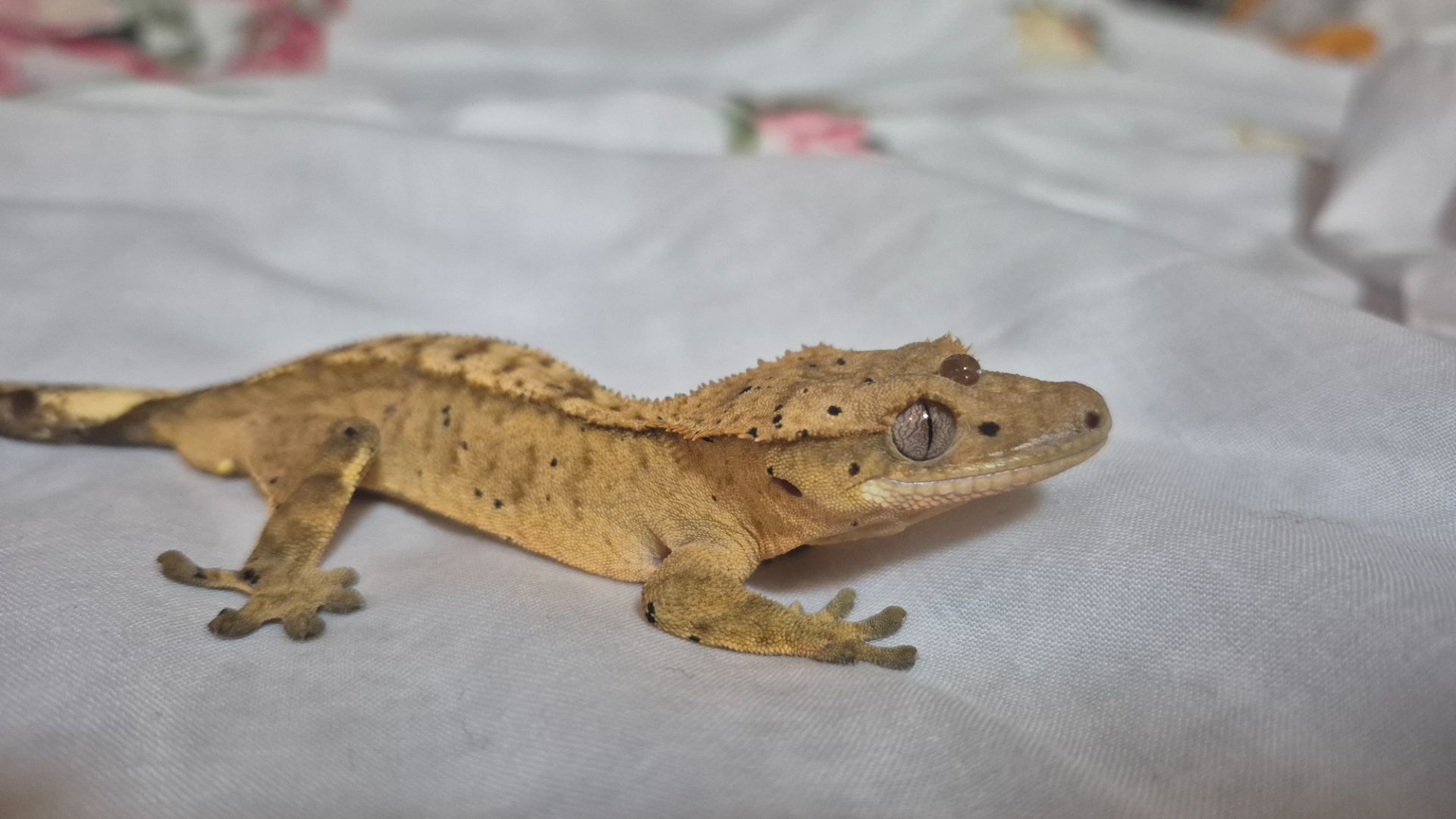 Продам війчастого бананоїда Ай, морфа Flame Dalmatian