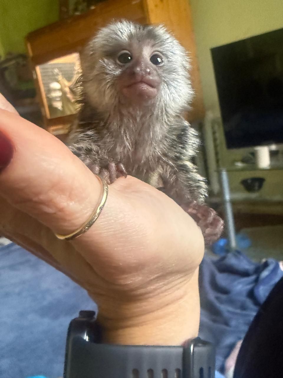 Ручная обезьянка игрунка