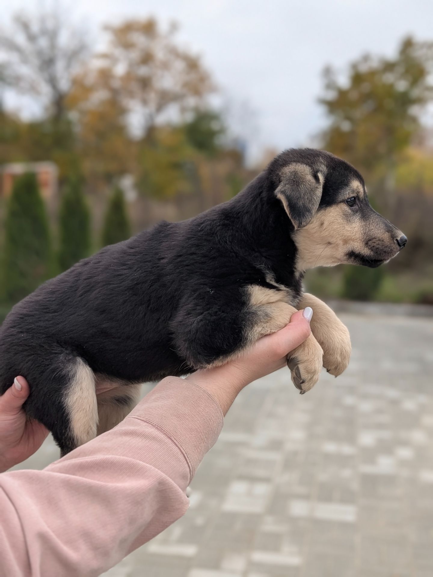Кому вірного друга?