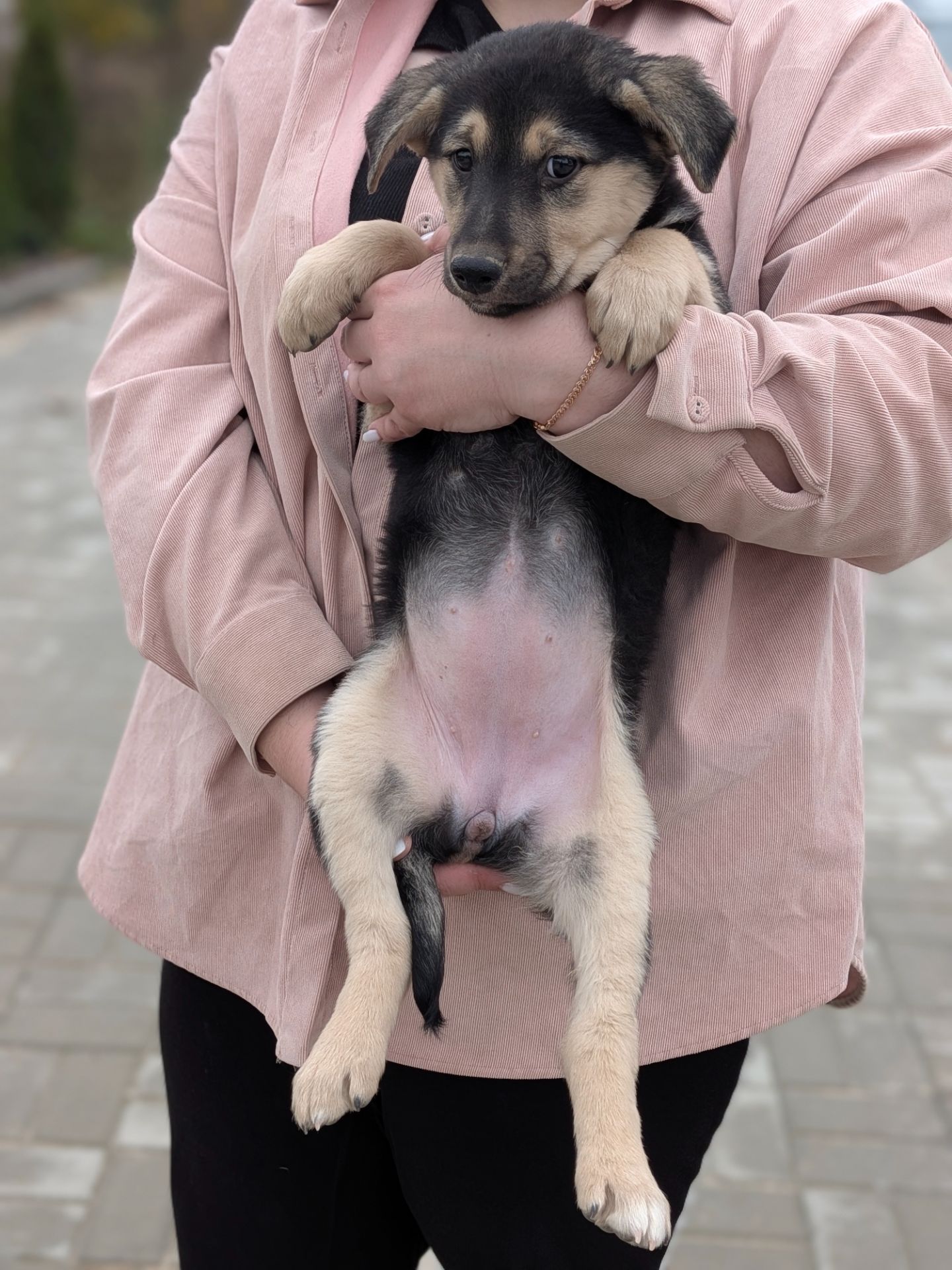 Кому вірного друга?