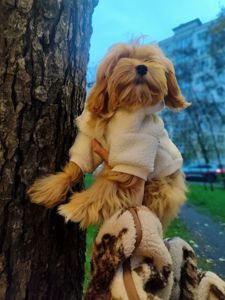 Мальтипу мальчик СРОЧНО мини