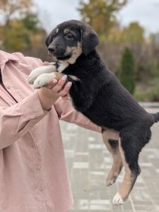 Кому вірного друга?