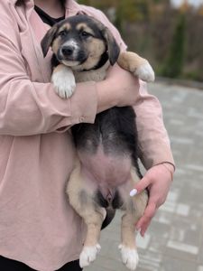 Кому вірного друга?