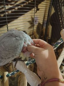 Какаду рожевий