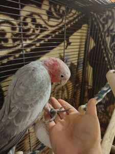 Какаду рожевий