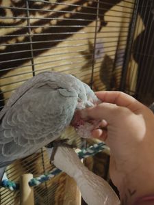 Какаду рожевий