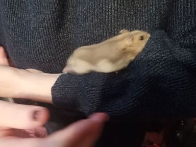 Сапфіровий або білий хомяк