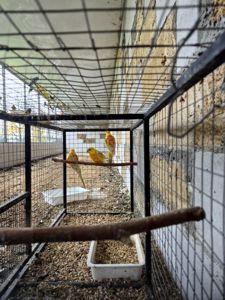 Подам співочих папуг