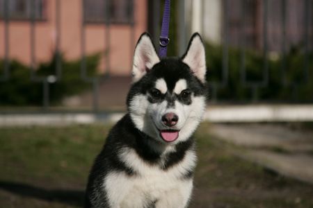 Дівчинка сибірський хаскі