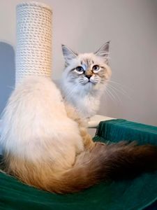 Клубна невська маскарадна дівчинка Estella