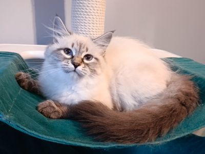 Клубна невська маскарадна дівчинка Estella