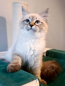 Клубна невська маскарадна дівчинка Estella