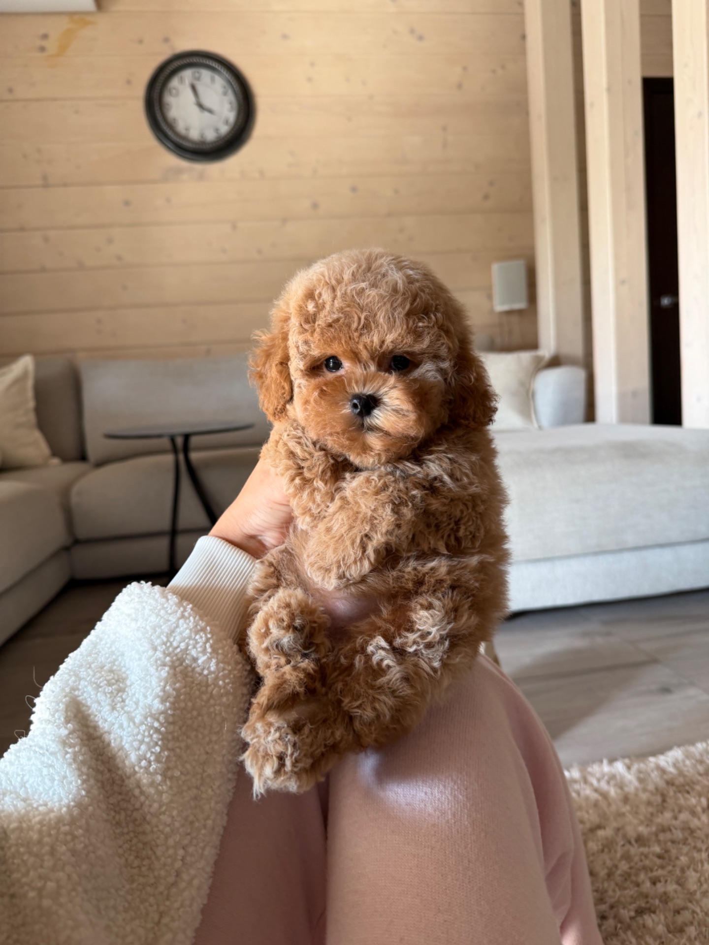 Дівчинка Maltipoo F2 бебі фейс міні