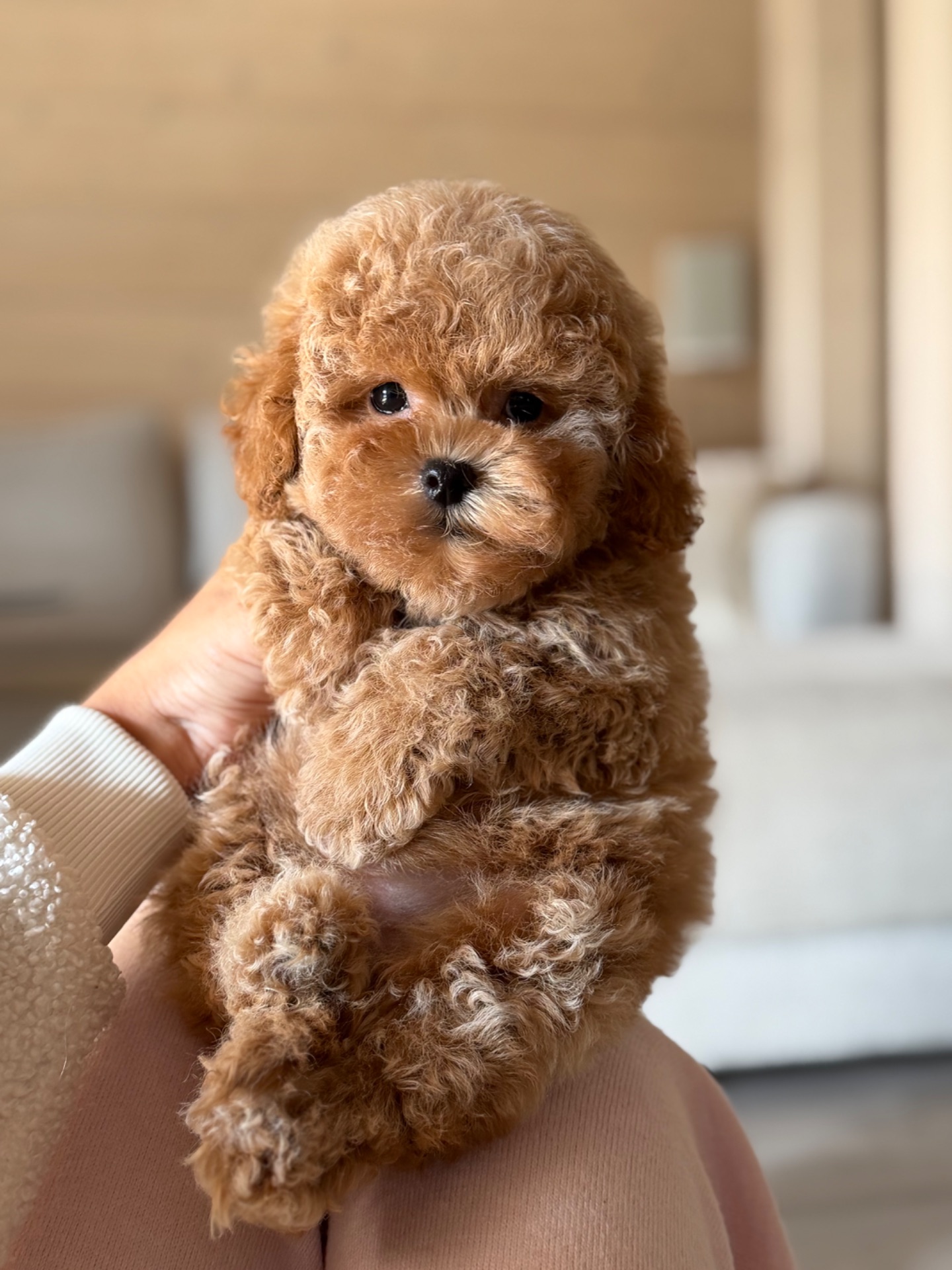 Дівчинка Maltipoo F2 бебі фейс міні