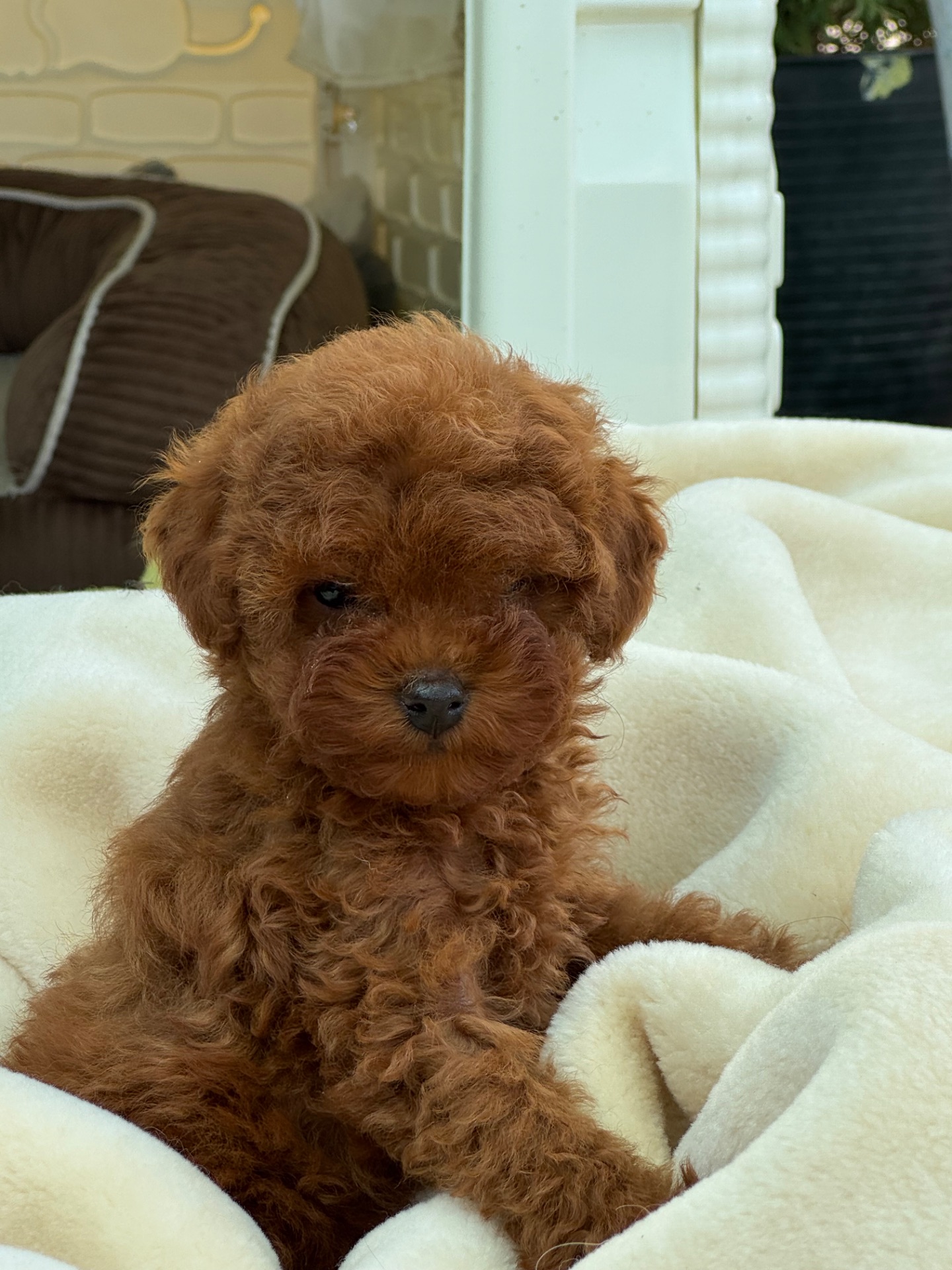 Дівчинка міні той пудель ред Браун Mini girl Toy poodle teacup red brown