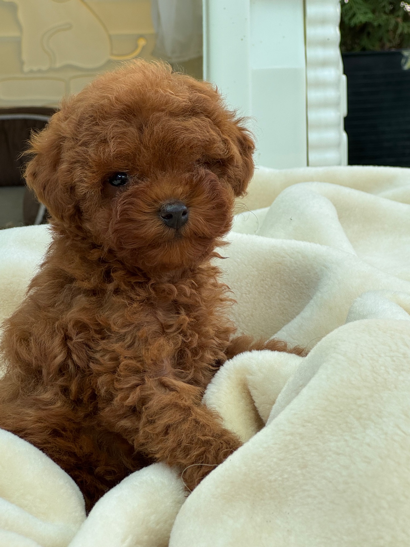 Дівчинка міні той пудель ред Браун Mini girl Toy poodle teacup red brown