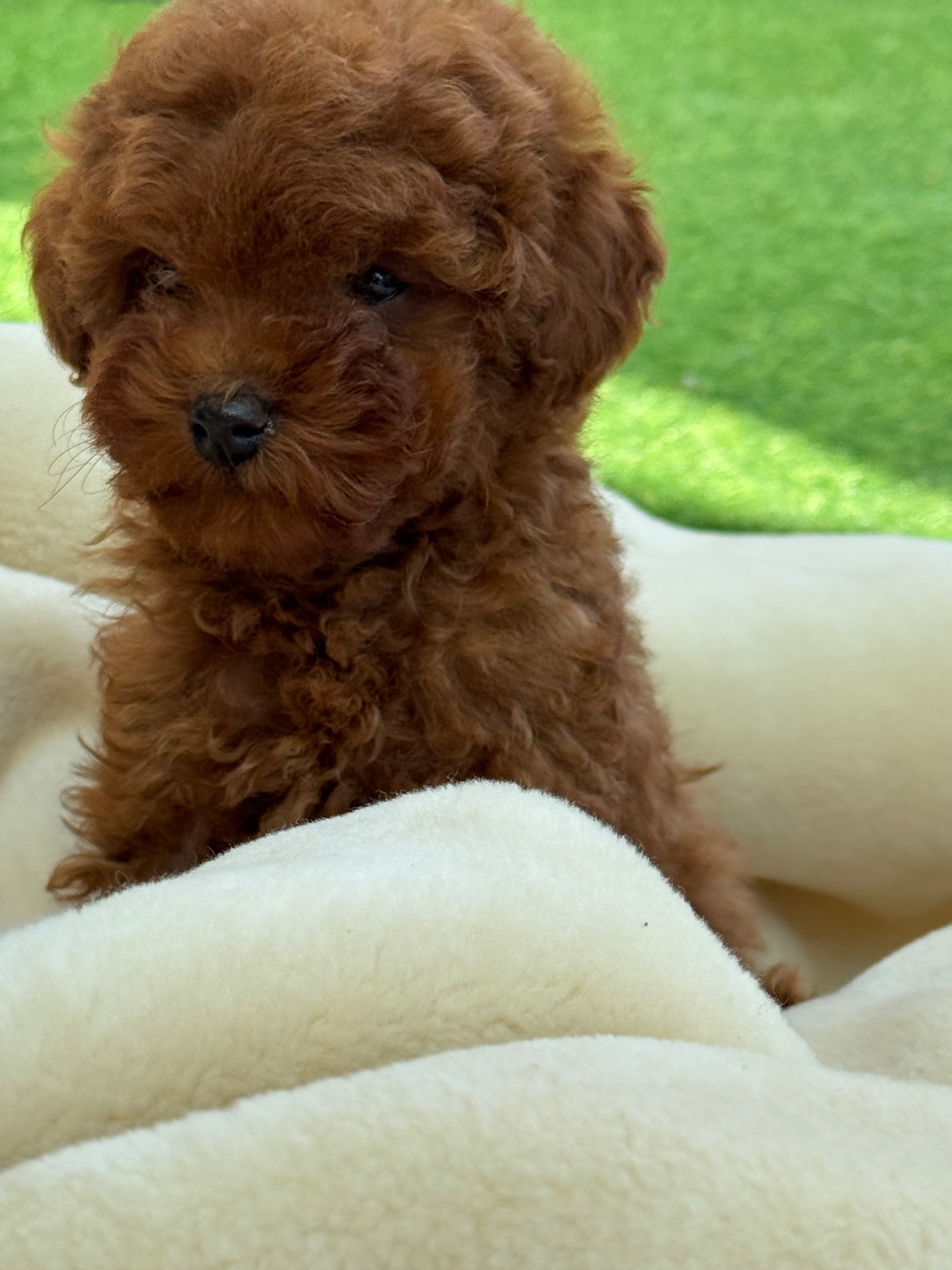 Дівчинка міні той пудель ред Браун Mini girl Toy poodle teacup red brown