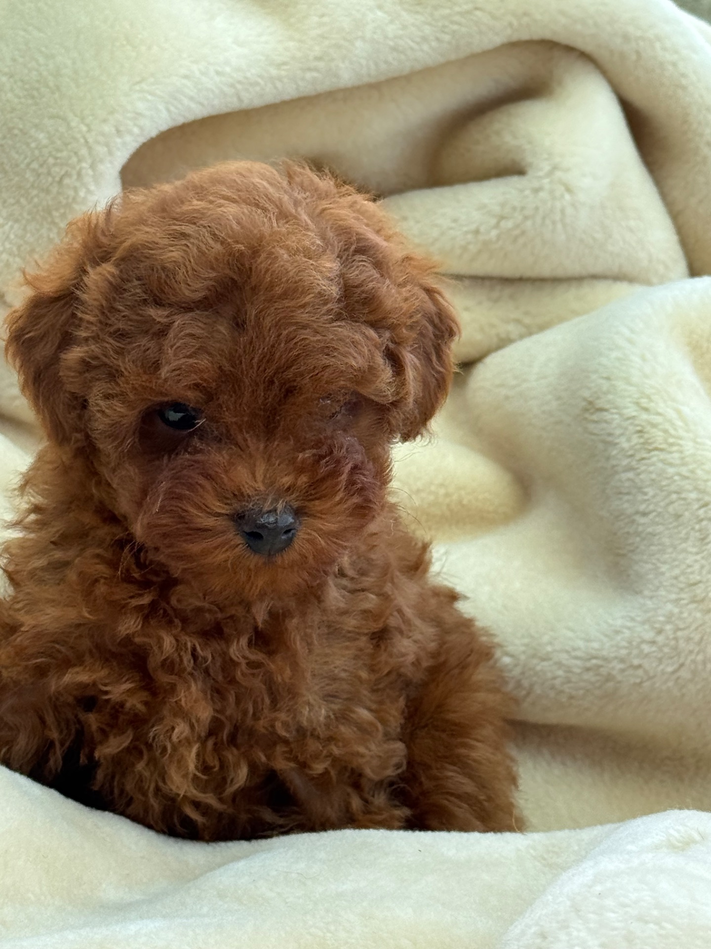 Дівчинка міні той пудель ред Браун Mini girl Toy poodle teacup red brown