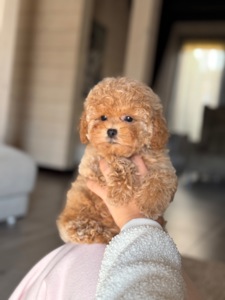 Дівчинка Maltipoo F2 бебі фейс міні