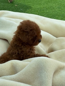 Дівчинка міні той пудель ред Браун Mini girl Toy poodle teacup red brown