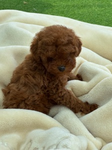 Дівчинка міні той пудель ред Браун Mini girl Toy poodle teacup red brown