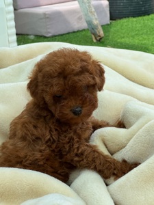 Дівчинка міні той пудель ред Браун Mini girl Toy poodle teacup red brown