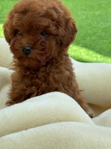 Дівчинка міні той пудель ред Браун Mini girl Toy poodle teacup red brown