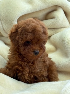 Дівчинка міні той пудель ред Браун Mini girl Toy poodle teacup red brown