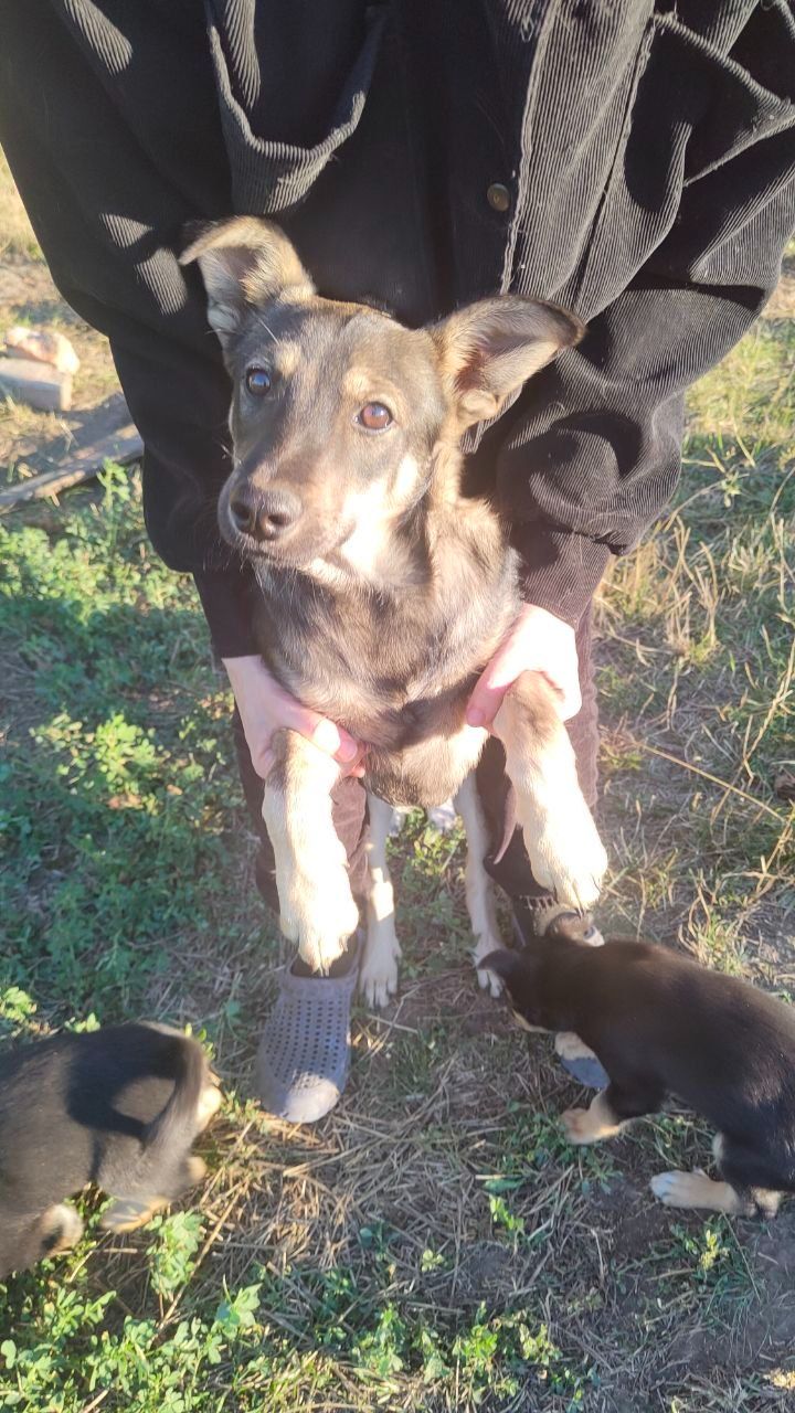 Цуцик з вушками, як у вівчарки