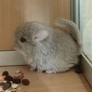 Хлопчик шиншила бежева ангора носій фіолету та сапфіру