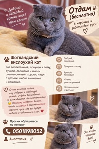 Кот Бася