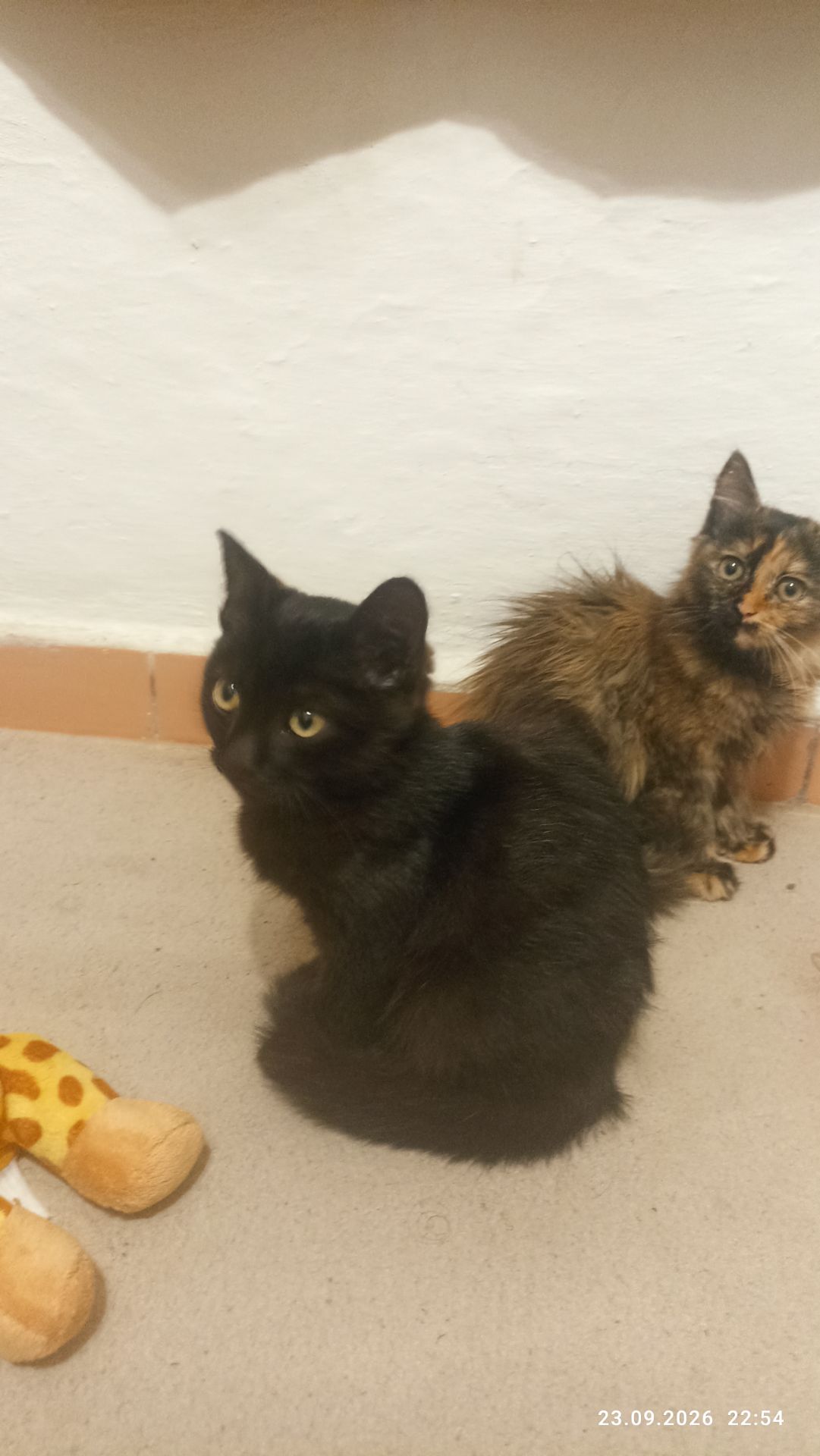Кошенята -котики -муркотики