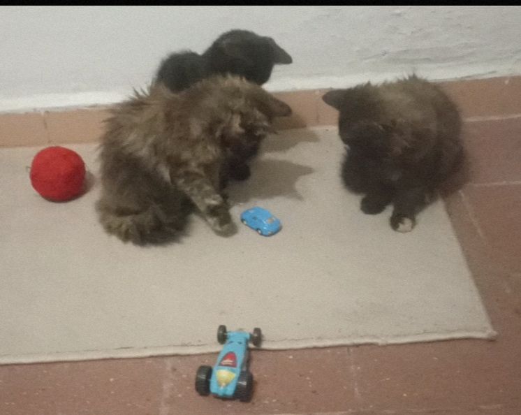 Кошенята -котики -муркотики