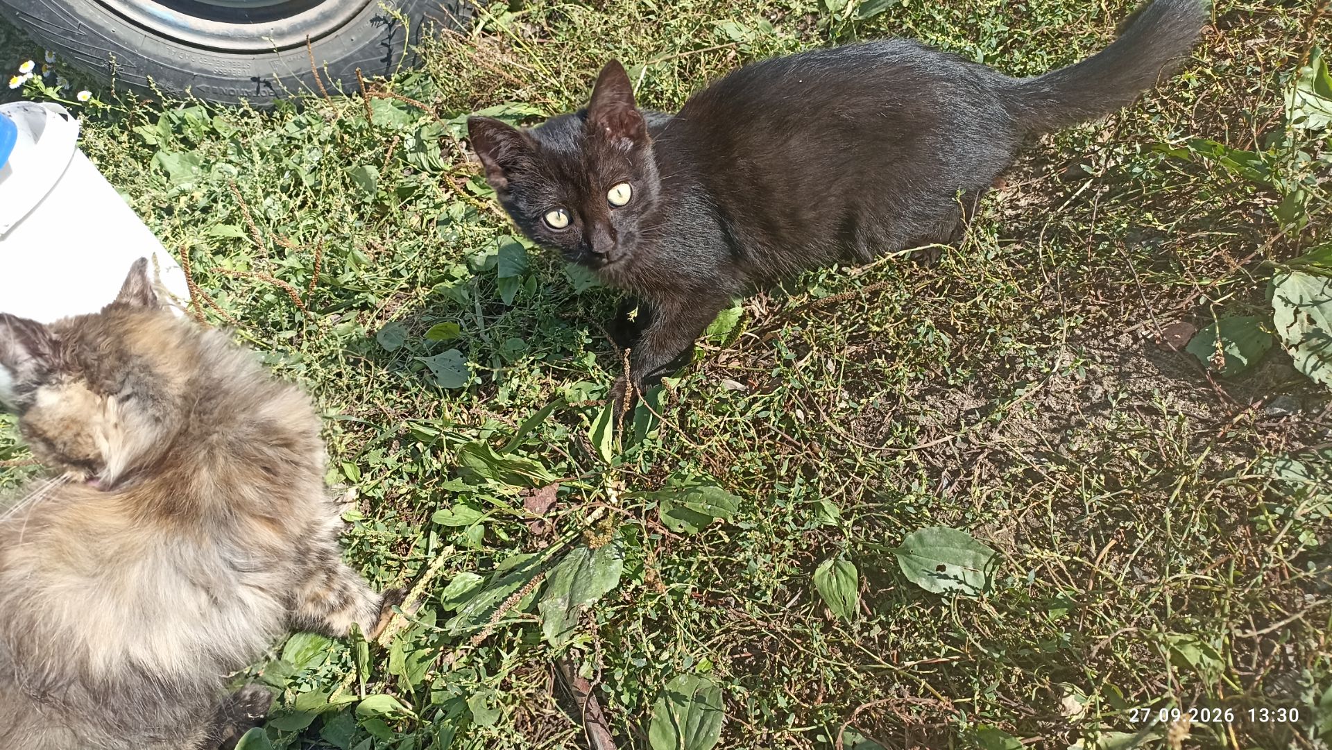 Кошенята -котики -муркотики