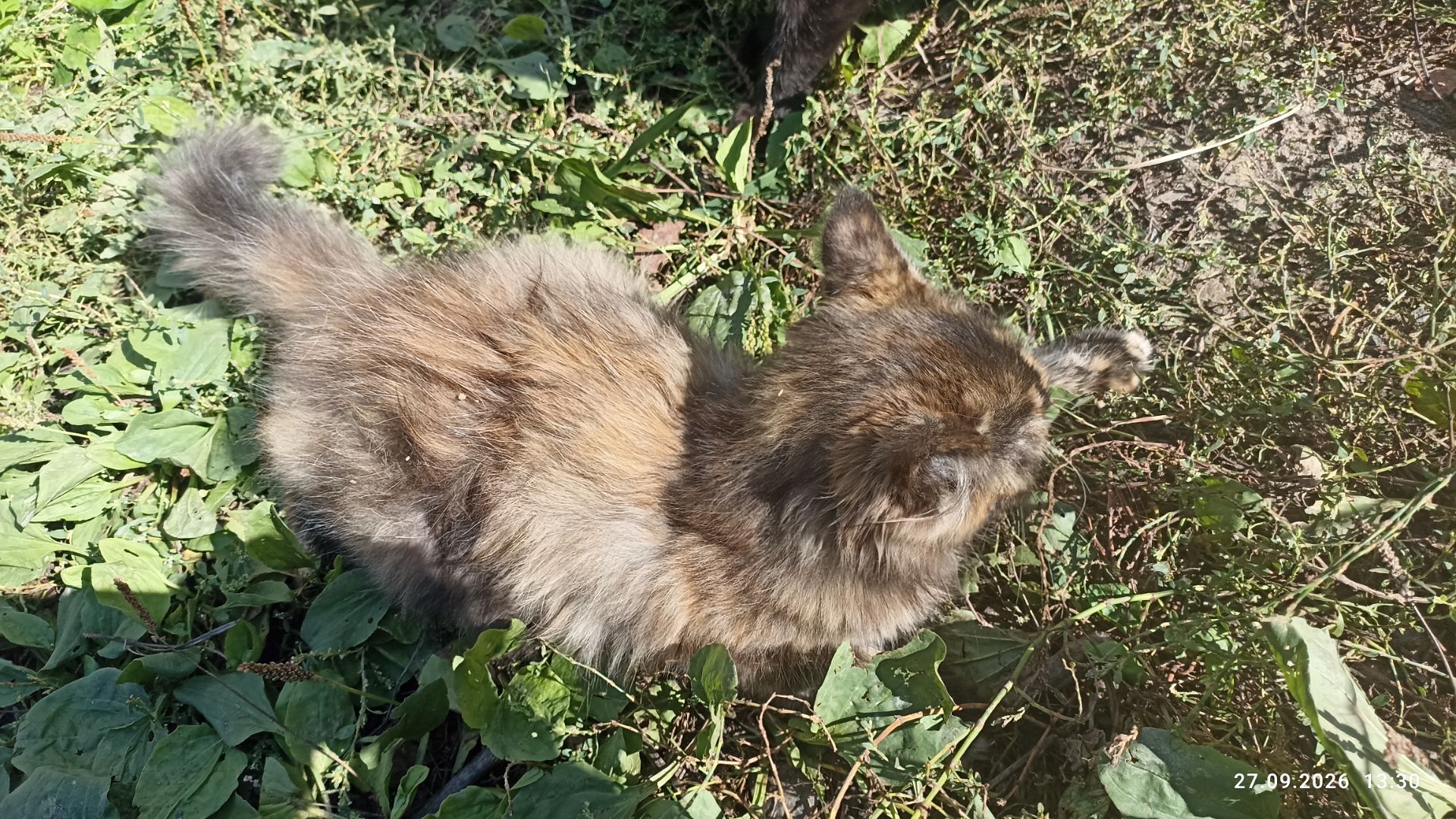 Кошенята -котики -муркотики