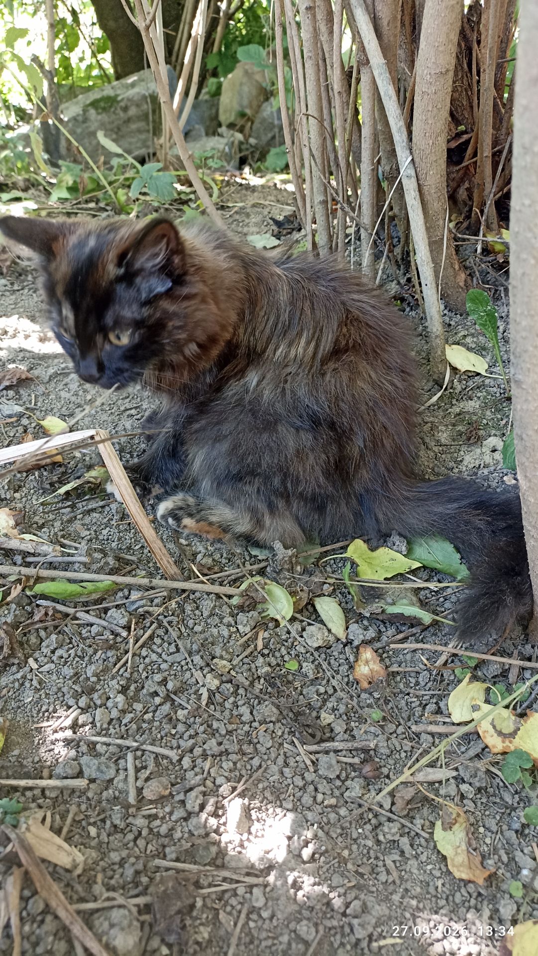 Кошенята -котики -муркотики