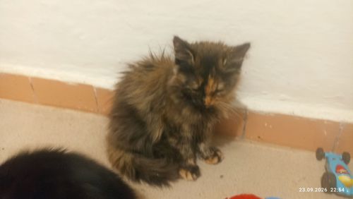 Кошенята -котики -муркотики